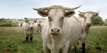 Virtual screening: A Cow`s Life (Bovines ou la vraie vie des vaches) by Emmanuel Gras (2011)