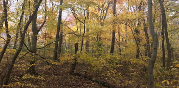 First Saturday Wellness Walk&nbsp;&mdash; Northern Community Park
