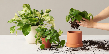 Potting 101: In Person Workshop in UWS
