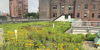 Green Roof Tour at PS 41
