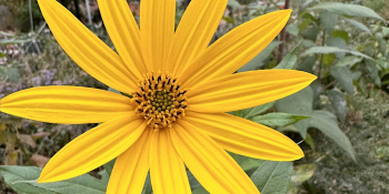A&nbsp;Living Library Think Park &&nbsp;Gardens 4th Annual Plant &&nbsp;Flower Sale