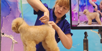 Webinar “Scissring Techniques and corrective grooming”