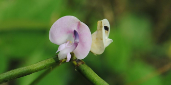 Wildflower Walk at&nbsp;Marine Park