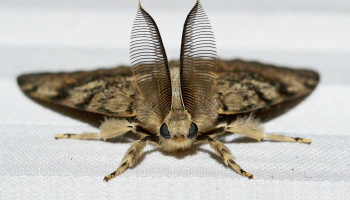 Moth Observation Tour