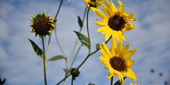 2024 Wildflower Festival