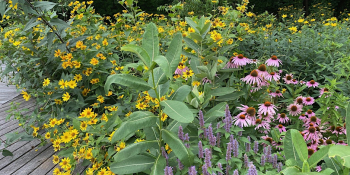 Slowing Down for Nature: Plant ID&nbsp;Through Careful Observation