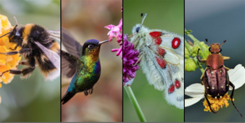 Farmhouse Family Day: Popular Pollinators Tour