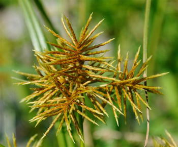 Plant walk at&nbsp;Clove Lakes Park