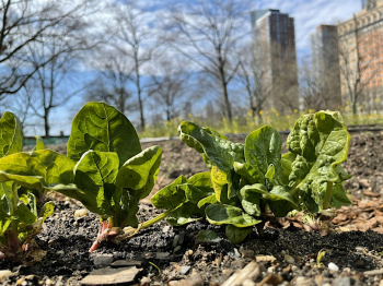 Urban Farming 101&nbsp;Workshop: Season Extension and Winter Growing