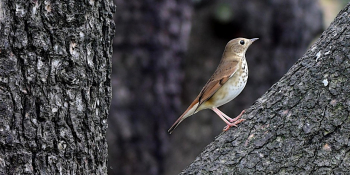 Guided Bird Walks
