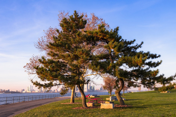 Winter Tree Tour