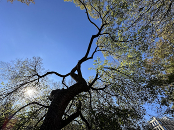 An&nbsp;(Almost) Infinite Tour of&nbsp;NYC&rsquo;s Trees