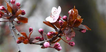 Spring Senses Hike