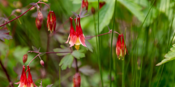 Lecture &ldquo;Reintroducing Extirpated Flora at&nbsp;NYBG&rdquo;