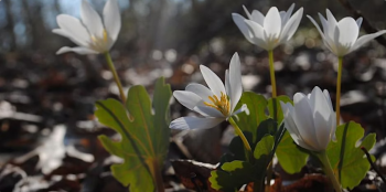 Tour &ldquo;Spring Wildflowers of&nbsp;Prospect Park&rdquo;
