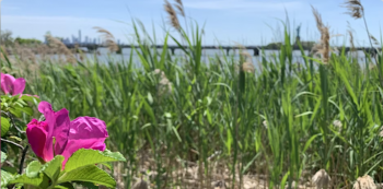 Torrey Botanical Society Annual Banquet and Lecture