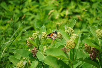 Spring Meadow Ecology Walk