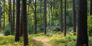 Urban Forest Plan Community Workshop&nbsp;&mdash; Forest Park (Queens)