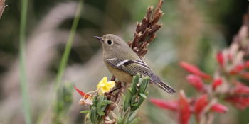 Morning Bird Walk