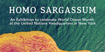 Homo Sargassum Curatorial Tour &&nbsp;Artist Talk