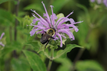 Native Bee Exploration at&nbsp;NCL with bee expert Sarah Kornbluth