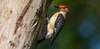 Outdoor Afro Community Birding Tour&nbsp;&mdash; Lullwater Trail