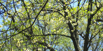 Walk Tour &ldquo;Flora of&nbsp;Normandy, France &&nbsp;Prospect Park, Brooklyn&rdquo;