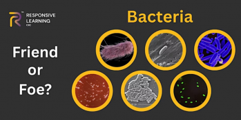 STEM Webinar: Bacteria Friend or&nbsp;Foe?