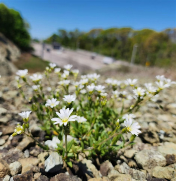 Serpentine Barren Walk at&nbsp;Deere Park