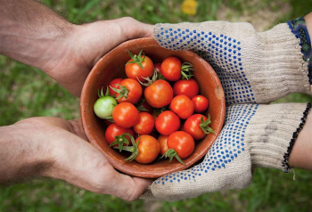 Connect Monthly Webinar: Food Safety