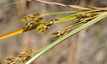 Tour &ldquo;Coastal Flora of&nbsp;Paerdegat Beach&rdquo;