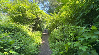 Mindful Nature Journaling Hike