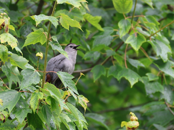 Bird Walk with McGolrick Bird Club