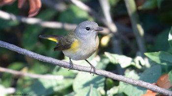 Fall Migration Bird Tour in&nbsp;Brooklyn Bridge Park