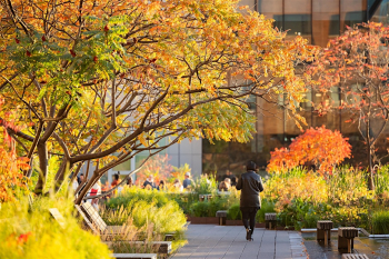 Recorrido gratis del High Line&nbsp;| High Line Tour in&nbsp;Spanish
