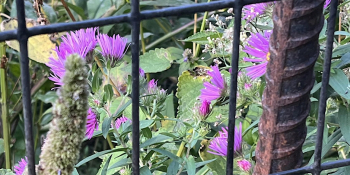 Prospect Park Pollinators, Weeds, Seeds, Water (ways)&nbsp;&mdash; Tour