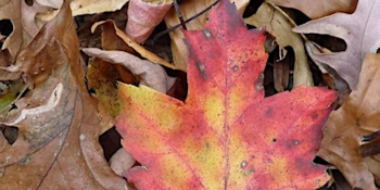 City of&nbsp;Forest Day Hike Through LaTourette Park