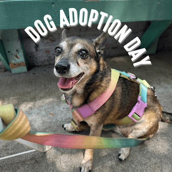 Dog Adoption Day