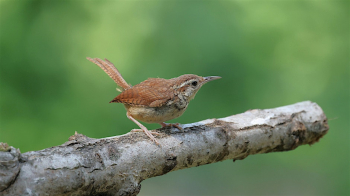 Fall Birding in&nbsp;Washington Square Park with Heather Wolf
