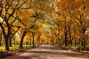 Crimson &&nbsp;Gold Central Park Walk
