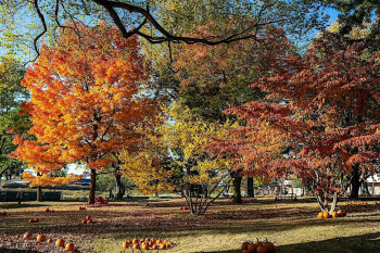 Fall Foliage Walk