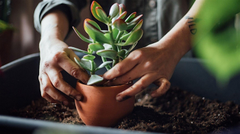 Webinar &ldquo;Small Space Gardening&rdquo;
