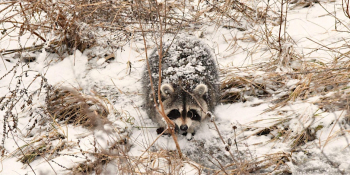 Wonderful Winter Wildlife&nbsp;&mdash; Free Children&rsquo;s Program