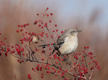 Valentine&rsquo;s Day Bird Walk