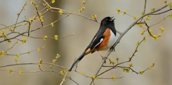 Signs of&nbsp;Spring Hike