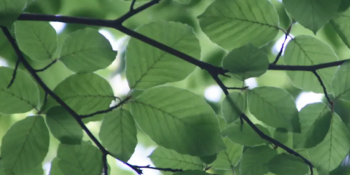 Conversations with Nature&nbsp;&mdash; Spring Equinox Park Walk