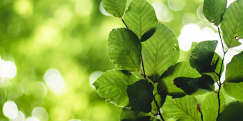 Webinar &ldquo;Supporting Young People Through Bereavement and Loss&rdquo;