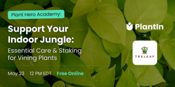 Webinar &ldquo;Support Your Indoor Jungle: Essential Care &&nbsp;Staking for Vining Plant&rdquo;