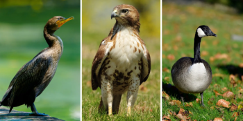 Go&nbsp;on&nbsp;a&nbsp;birding walk through Sunset Park