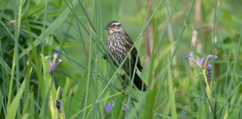 Bird Tour in&nbsp;Brooklyn Bridge Park